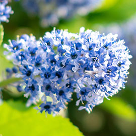Ceanothus-3